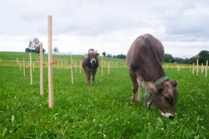 Frohussicht draeger cowmaze 01