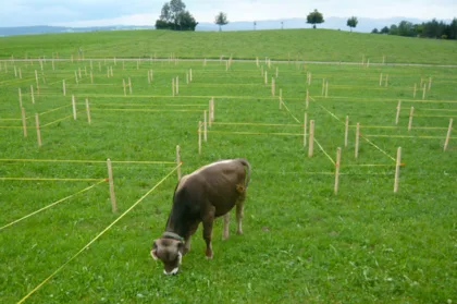Frohussicht draeger cowmaze 03